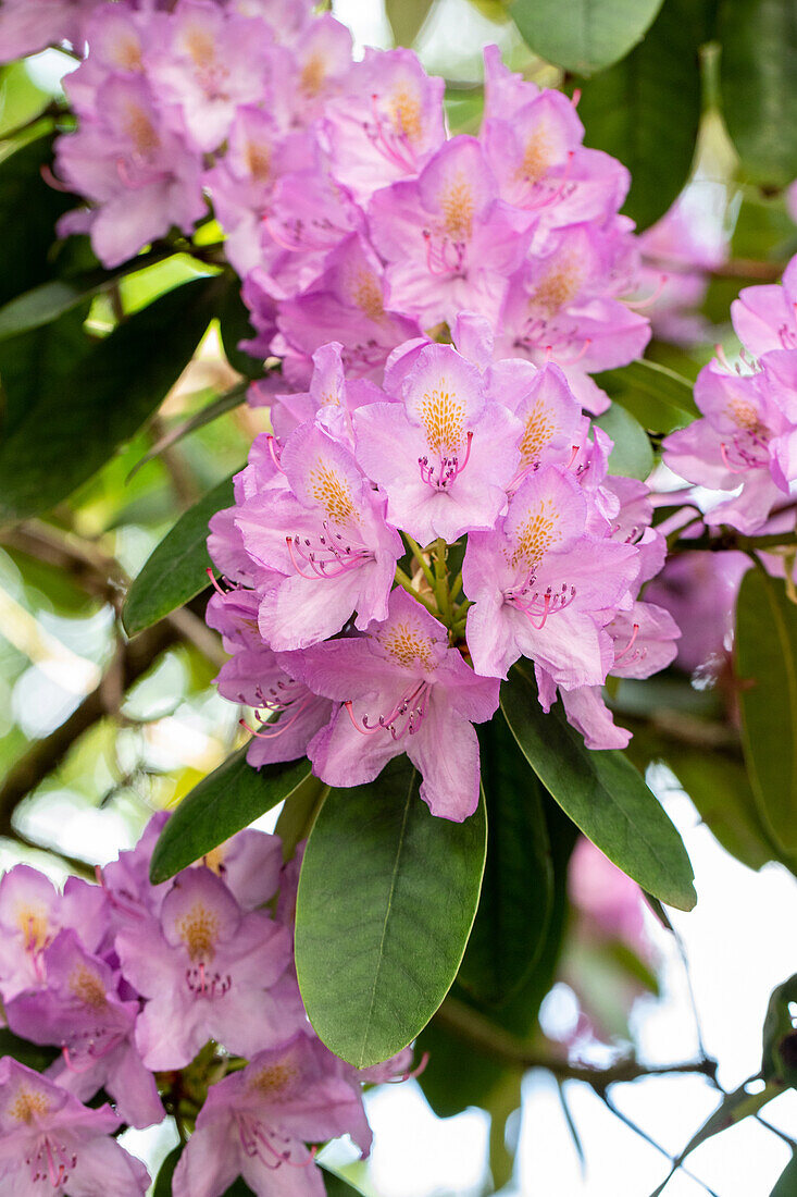 Rhododendron catawbiense 'Compactum'