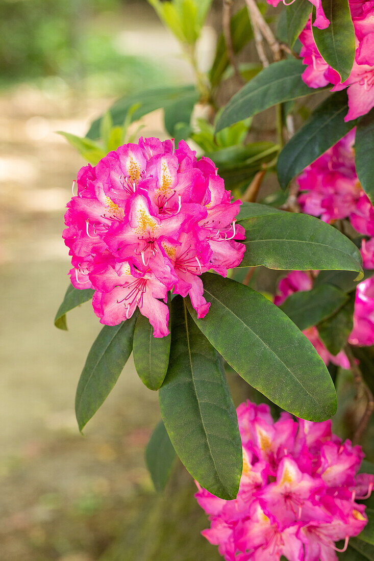 Rhododendron 'Charles Noble'