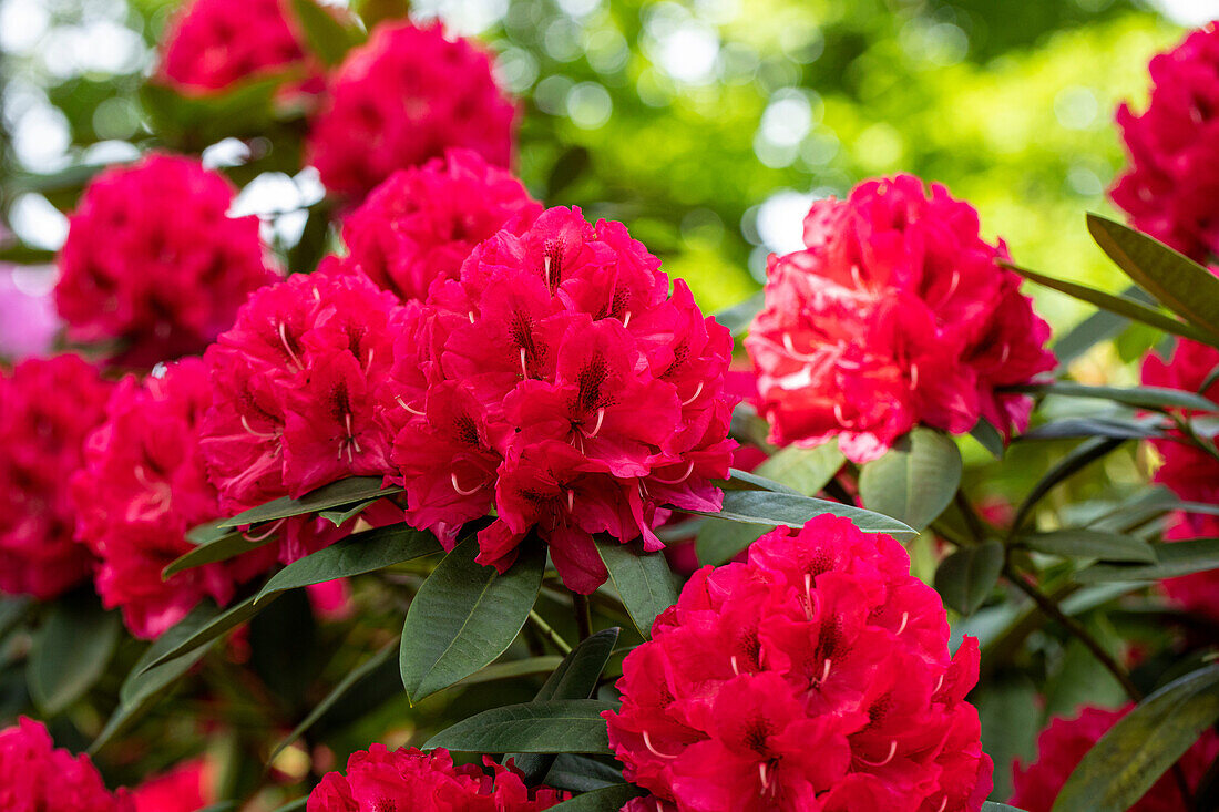 Rhododendron insigne 'Marianne von Weizsäcker'