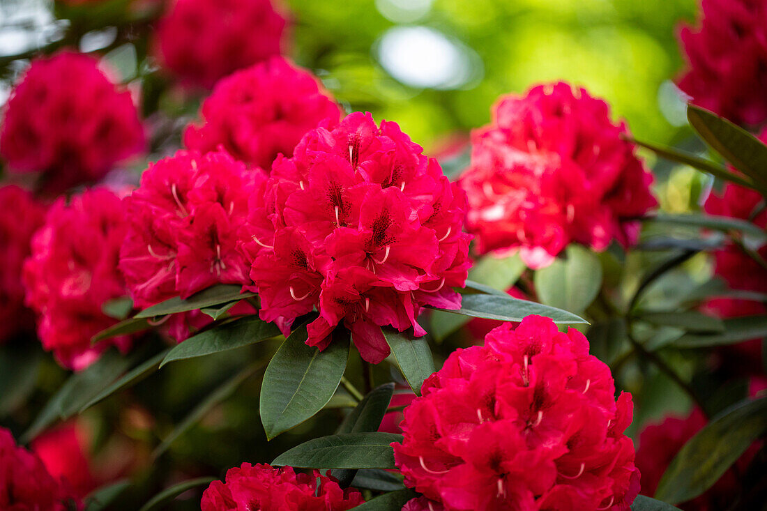 Rhododendron insigne 'Marianne von Weizsäcker'