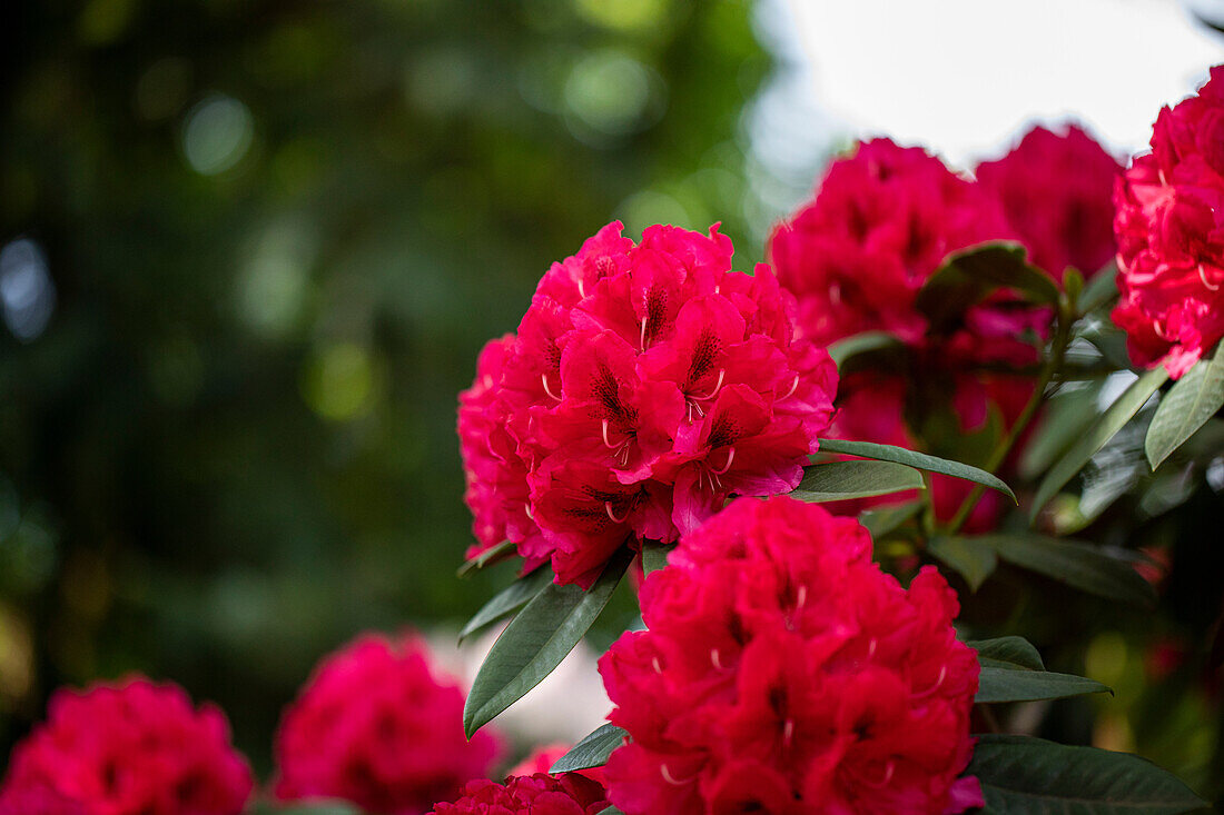 Rhododendron insigne 'Marianne von Weizsäcker'