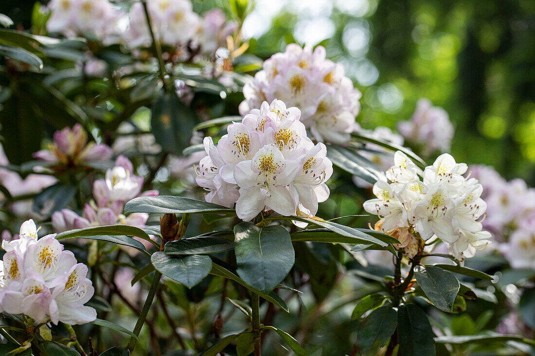 Rhododendron 'Madame Carvalho'