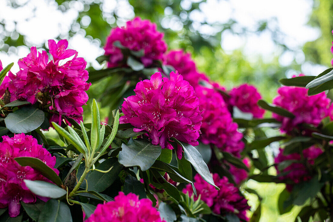 Rhododendron catawbiense 'Henrietta Sargent'