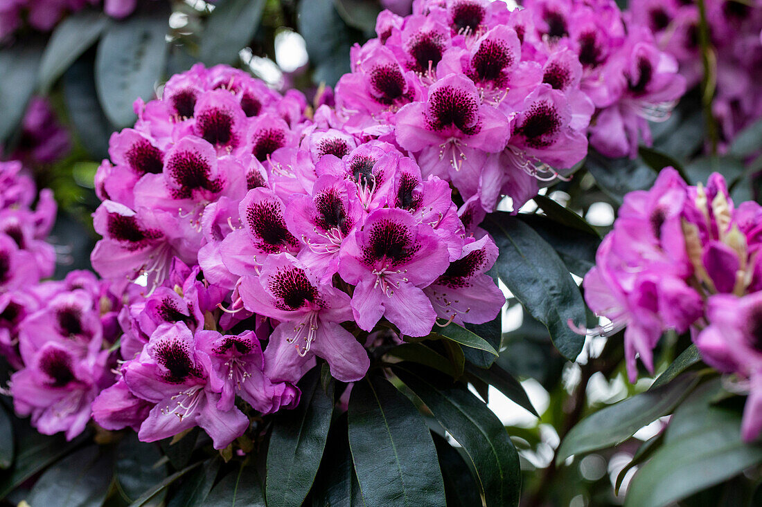 Rhododendron 'James Nasmyth'