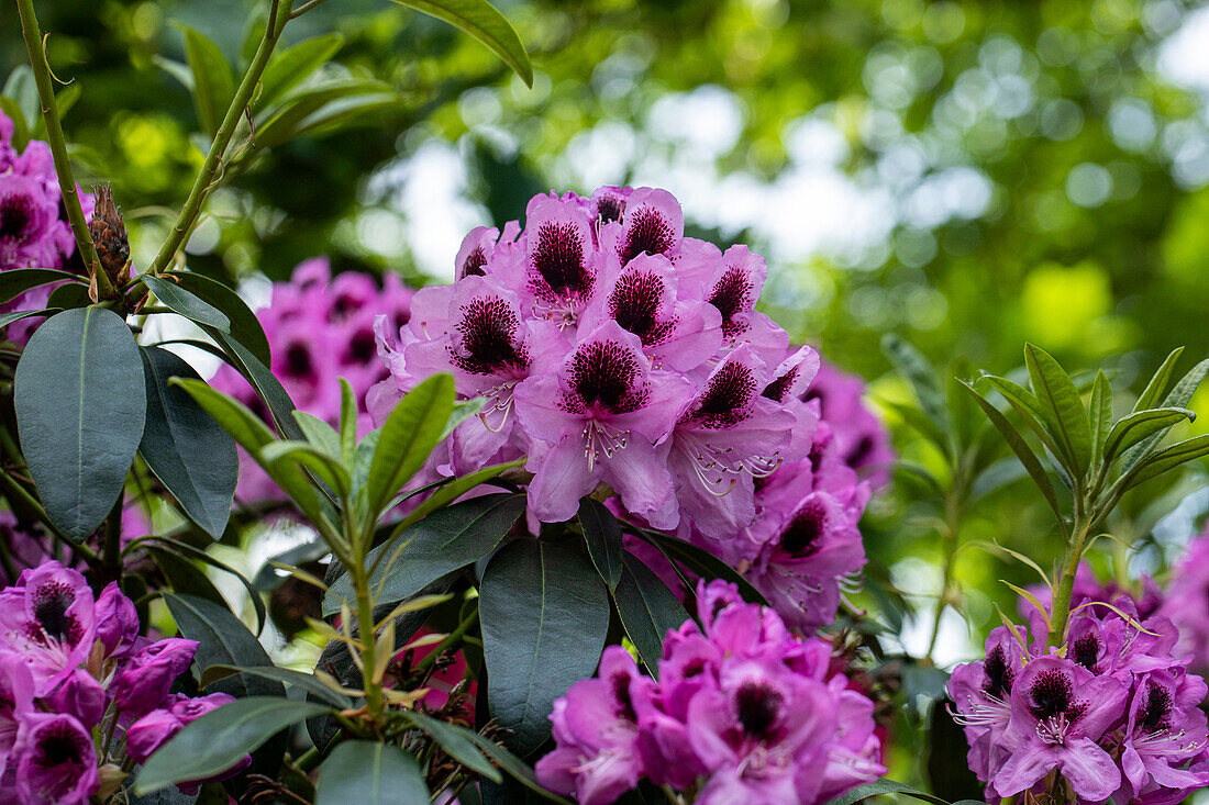 Rhododendron 'James Nasmyth'