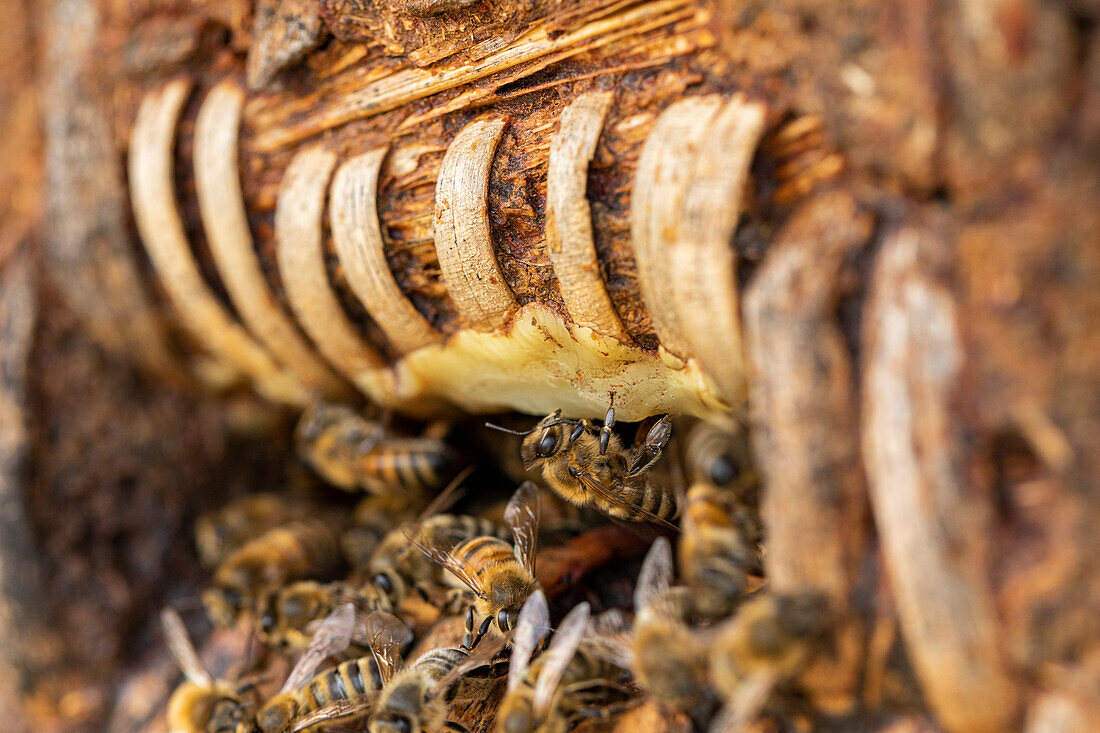 Beehive