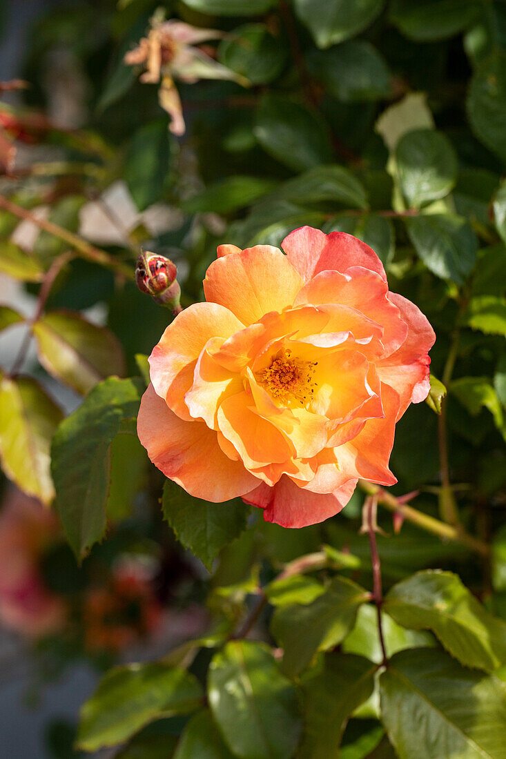Climbing rose, apricot