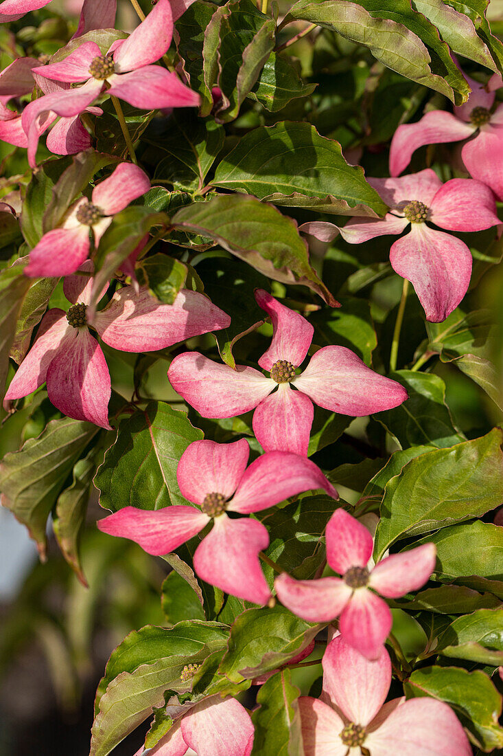 Cornus kousa 'Scarlet Fire'®