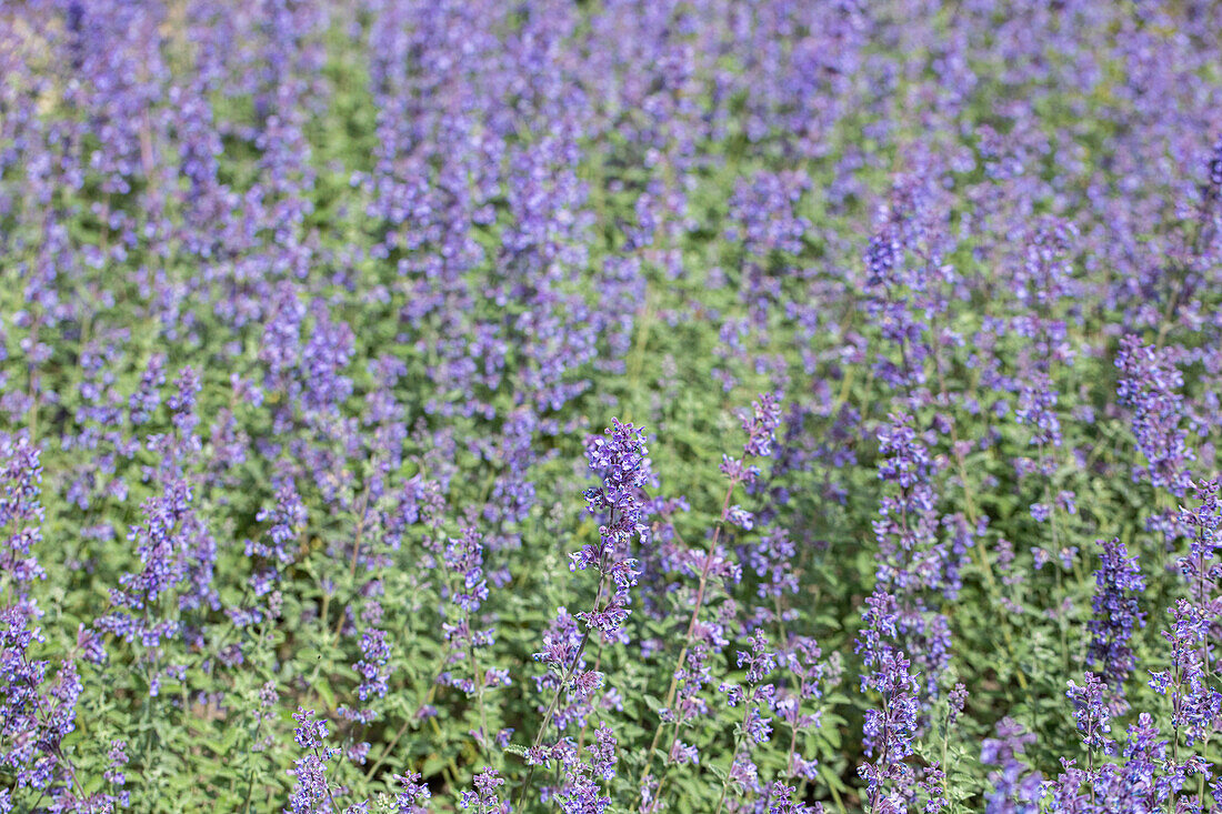 Nepeta x faassenii 'Walker´s Low'