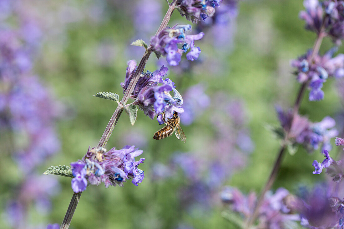 Nepeta x faassenii 'Walker´s Low'