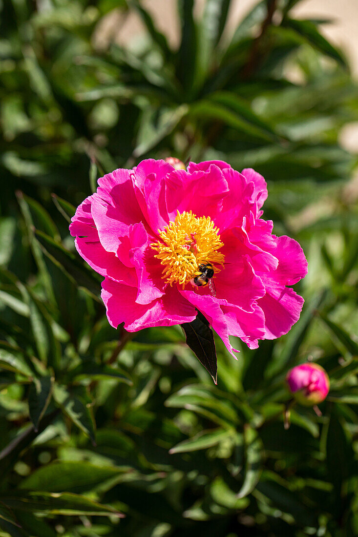 Paeonia lactiflora, single flowering