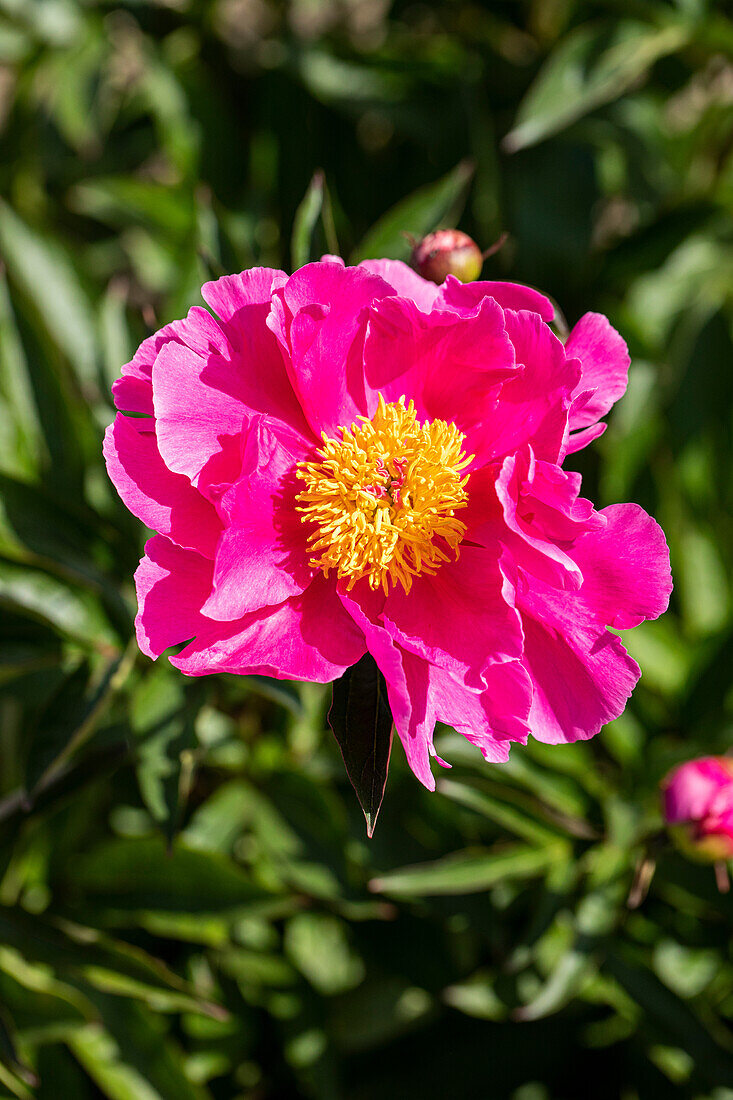 Paeonia lactiflora, single flowering