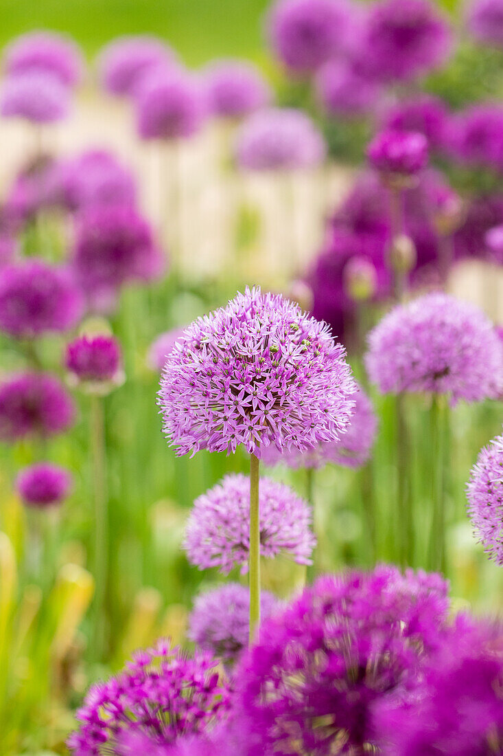 Allium aflatunense