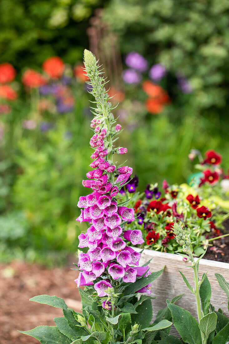 Digitalis purpurea