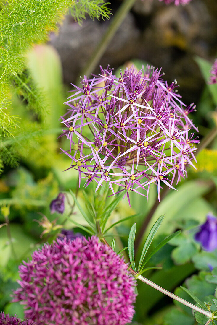 Allium christophii