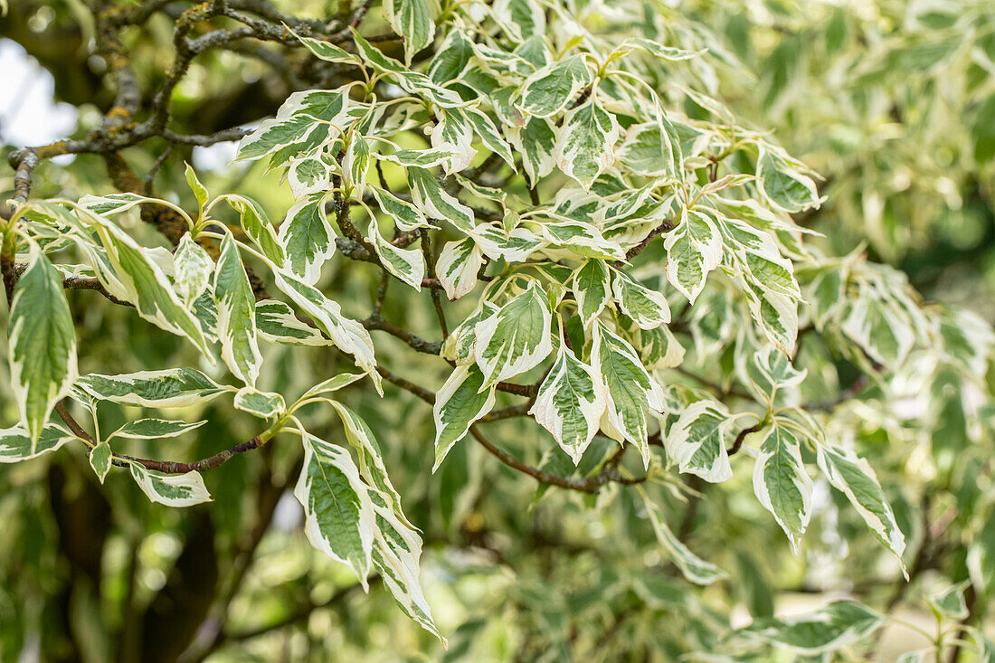 Cornus controversa 'Variegata'