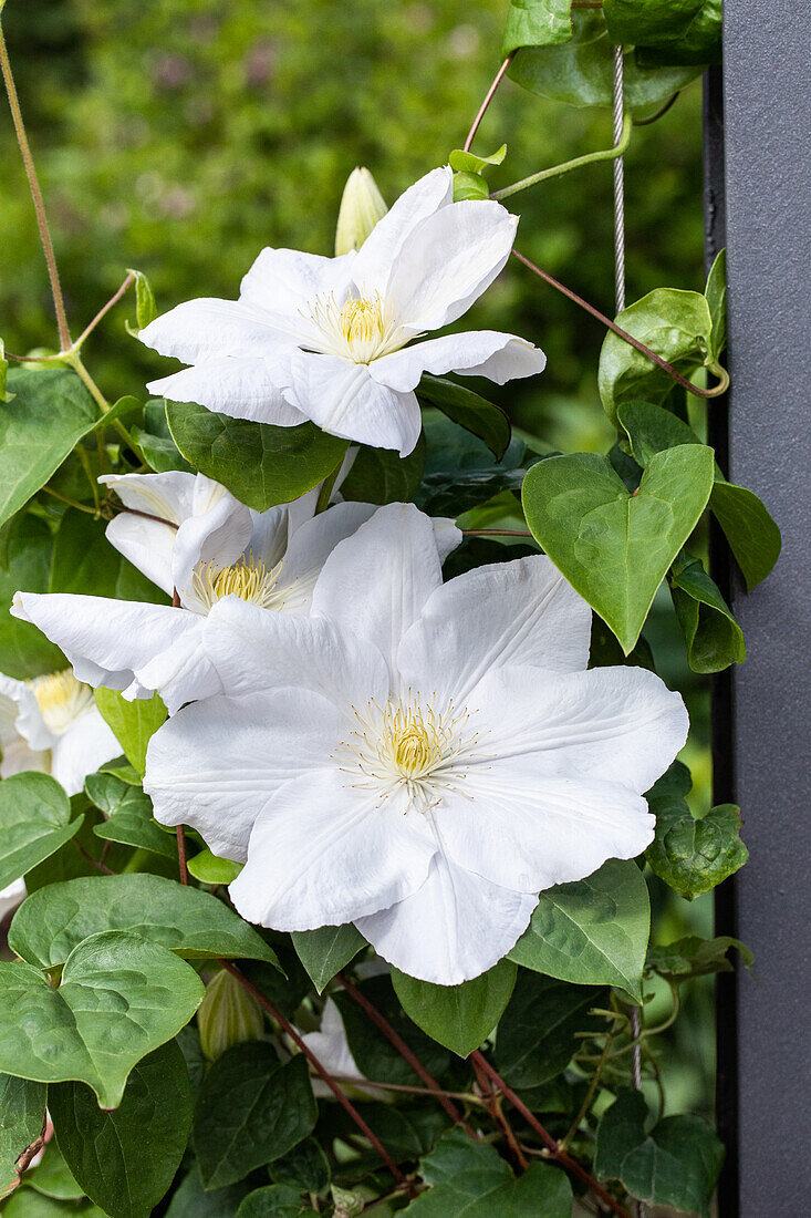 Clematis 'Miss Bateman'