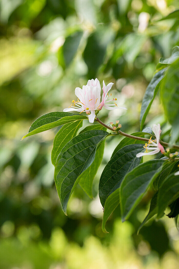 Lonicera maackii