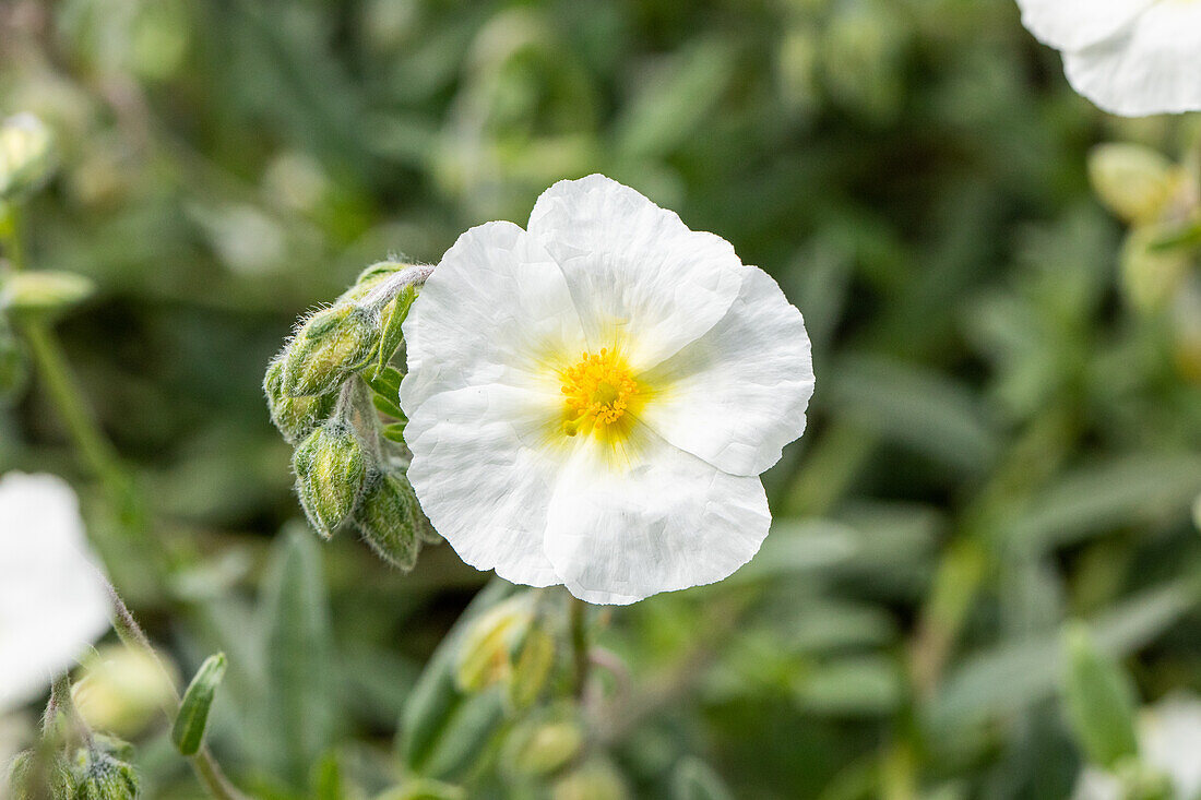 Helianthemum 'Polar Bear'