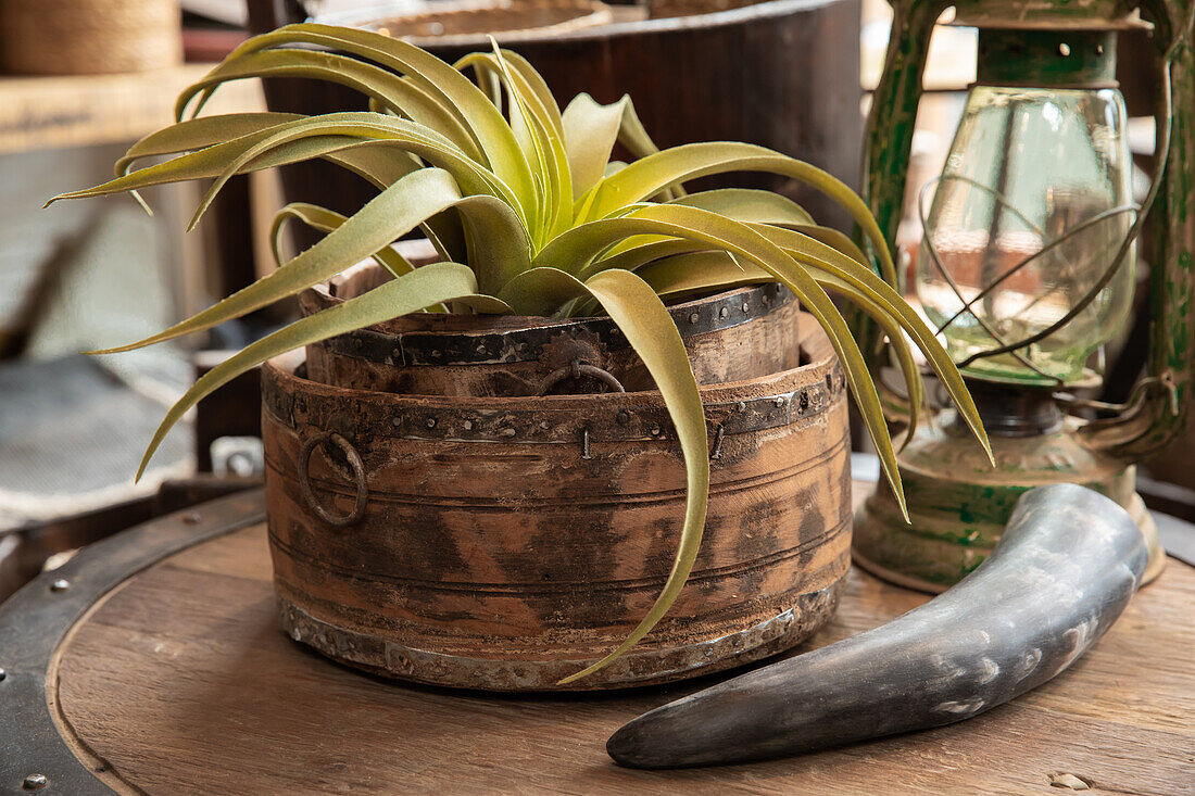 Decorative bowl with tillandsia