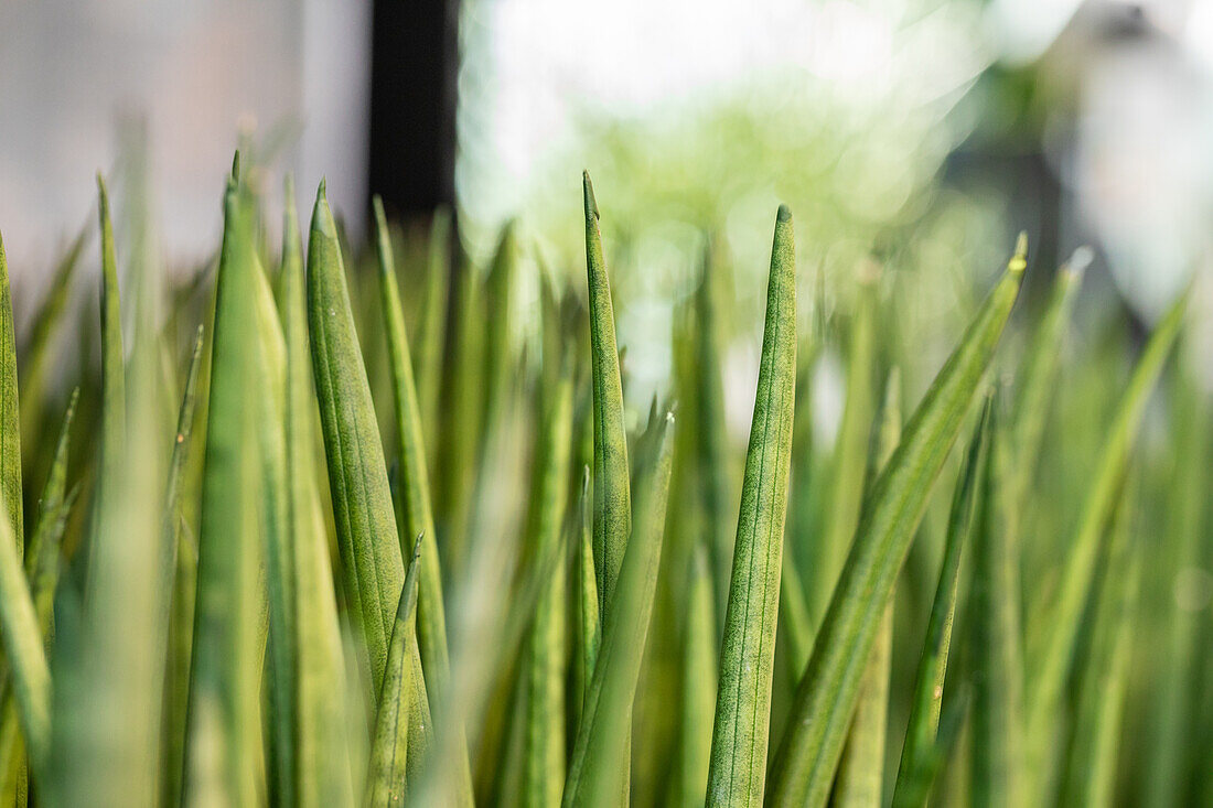 Sansevieria cylindrica