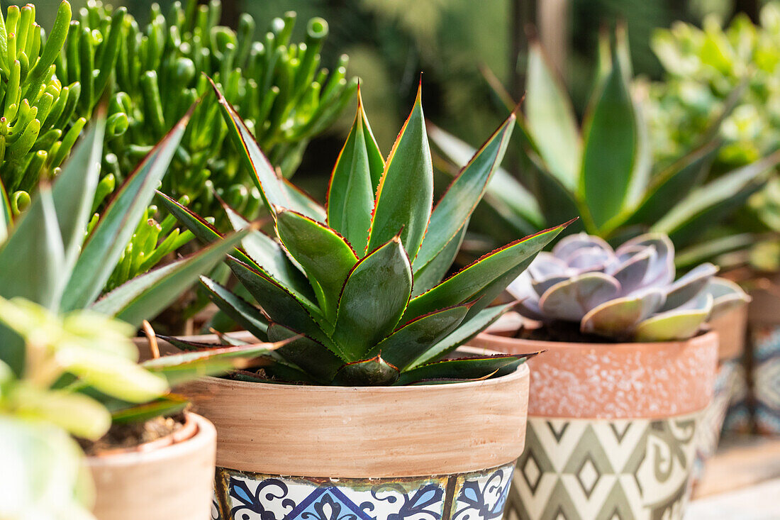 Agave lophantha 'Shaka Zulu'