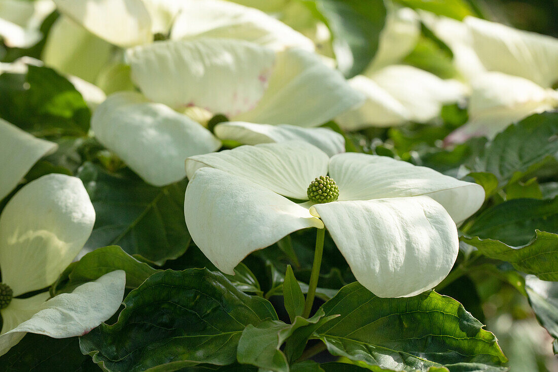 Cornus florida 'Cloud Nine'