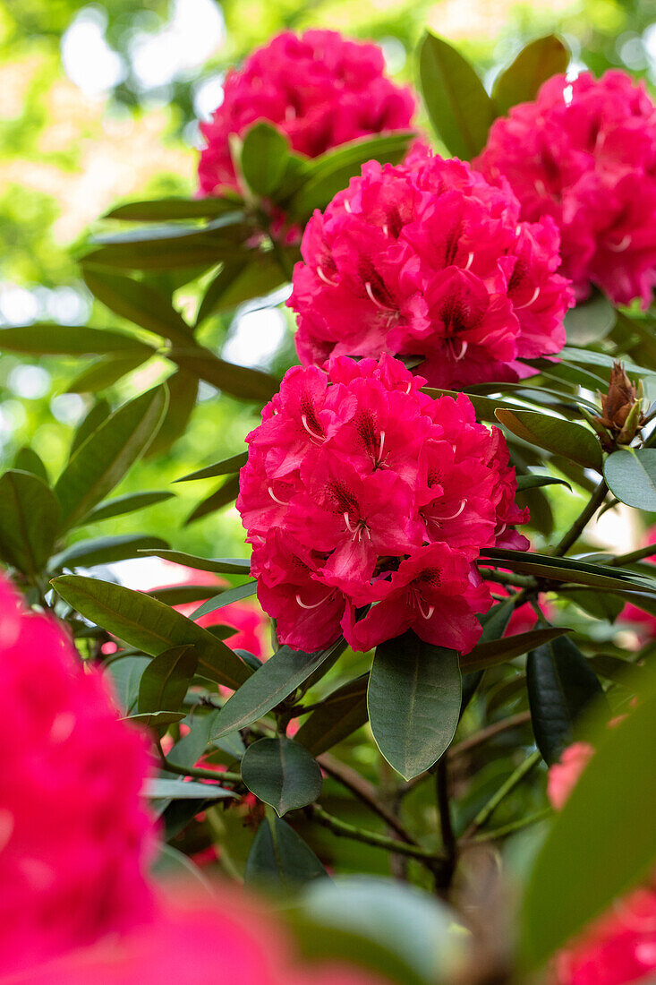 Rhododendron insigne 'Marianne von Weizsäcker'