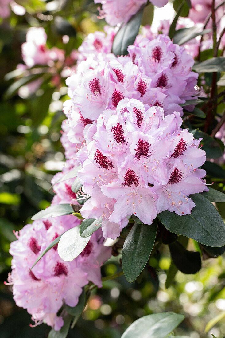 Rhododendron 'Humboldt'