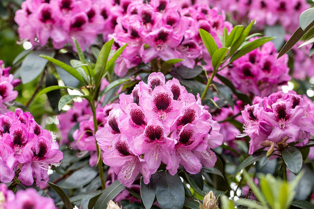 Rhododendron 'James Nasmyth'