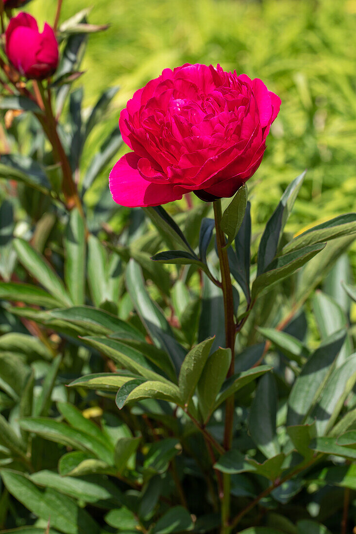 Paeonia lactiflora