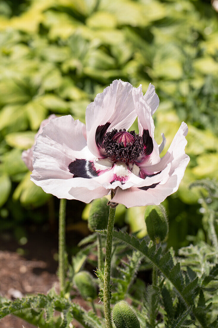 Papaver orientale 'Royal Wedding'