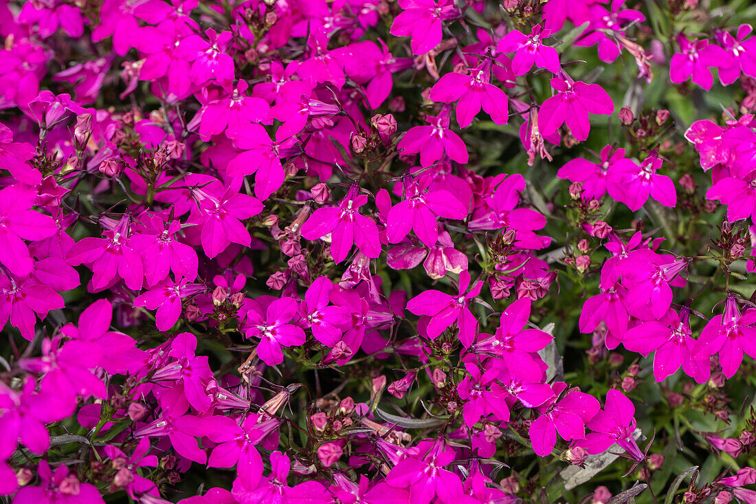 Lobelia erinus 'Bright Rose'