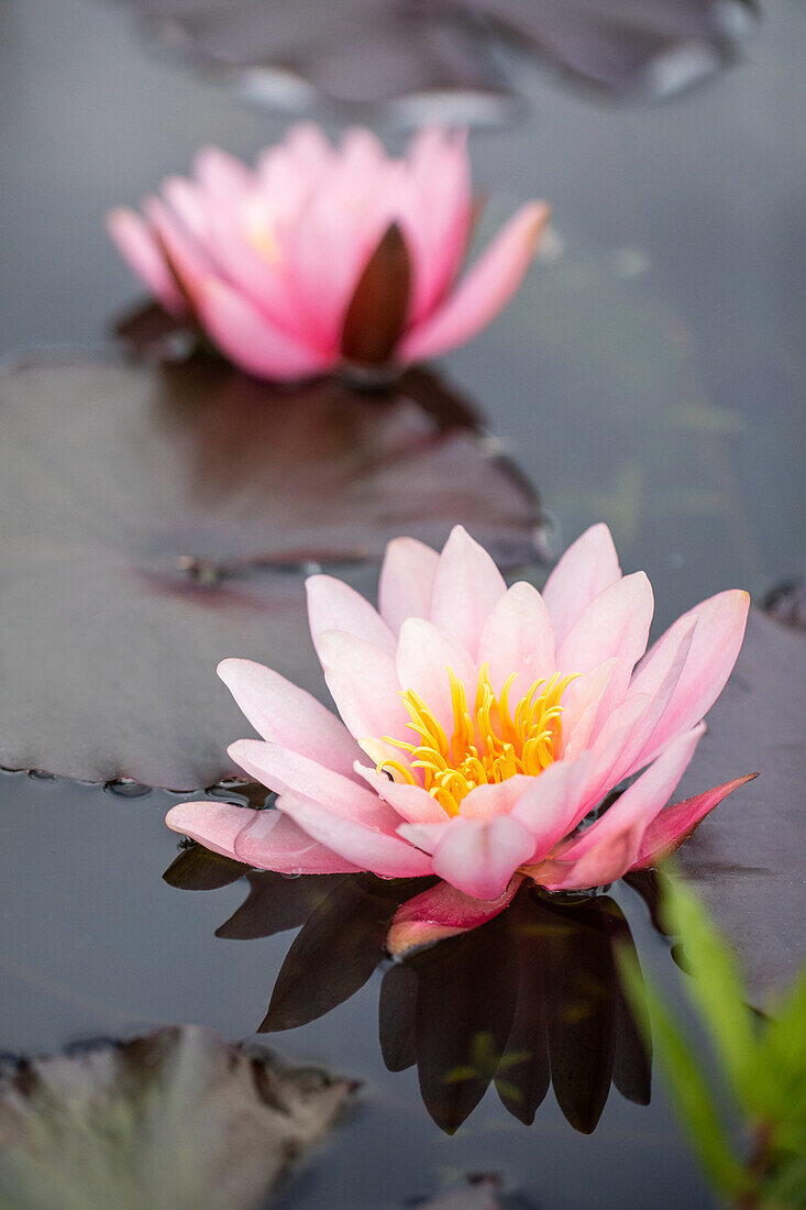 Nymphaea, rosa