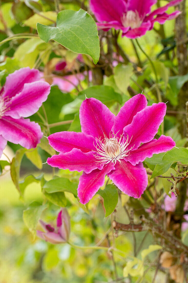 Clematis 'Dr Ruppel'