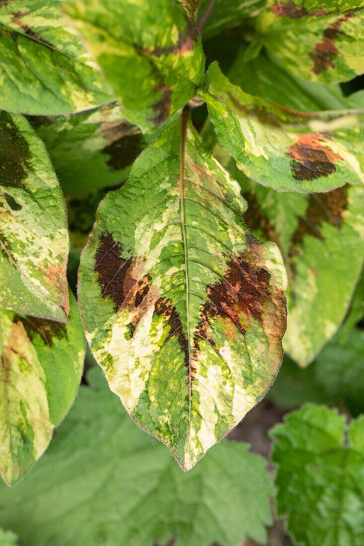 Persicaria virginiana 'Lance Corporal'