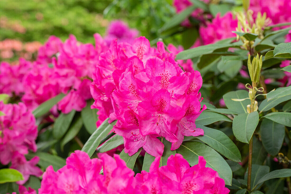 Rhododendron 'Lohse´s Schöne'