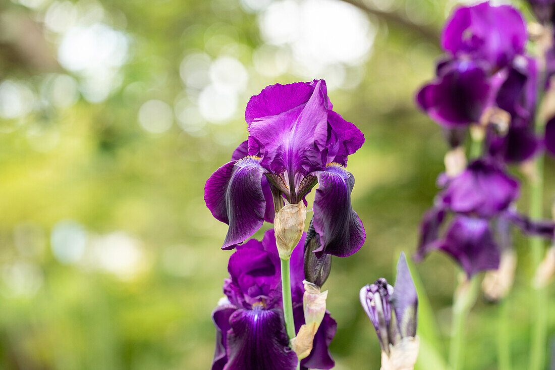 Iris x germanica 'Sable'