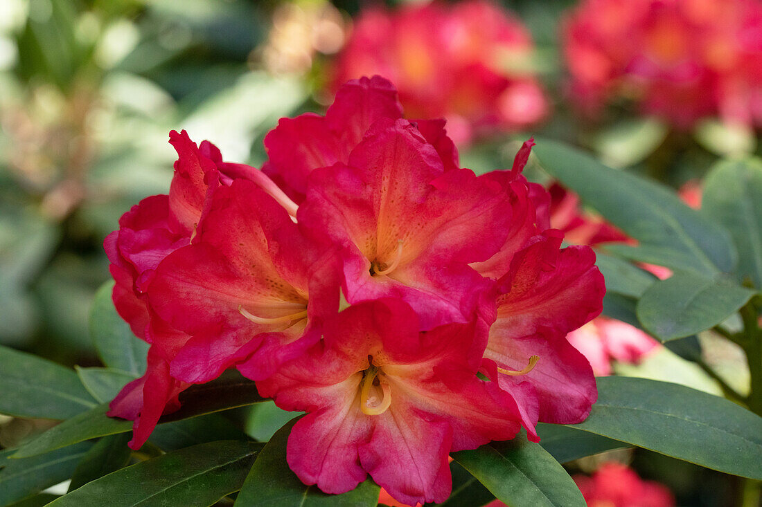 Rhododendron, rot-gelb