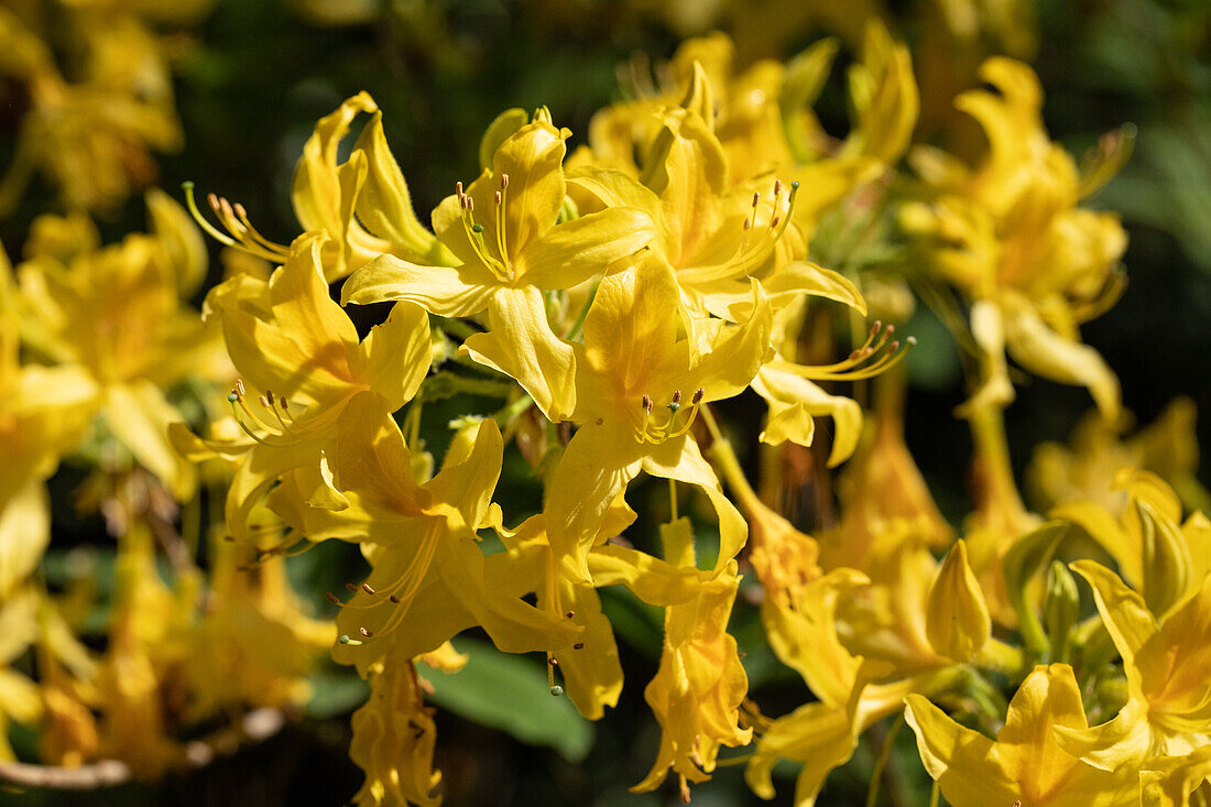 Rhododendron luteum, yellow