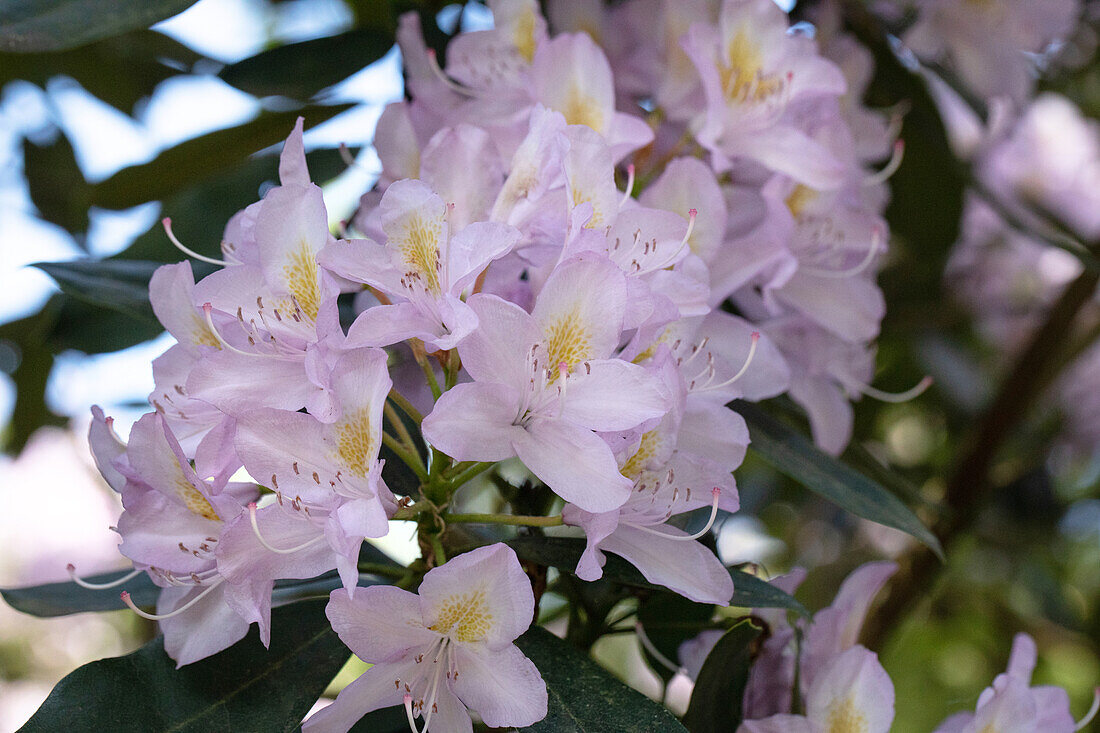 Rhododendron, purple