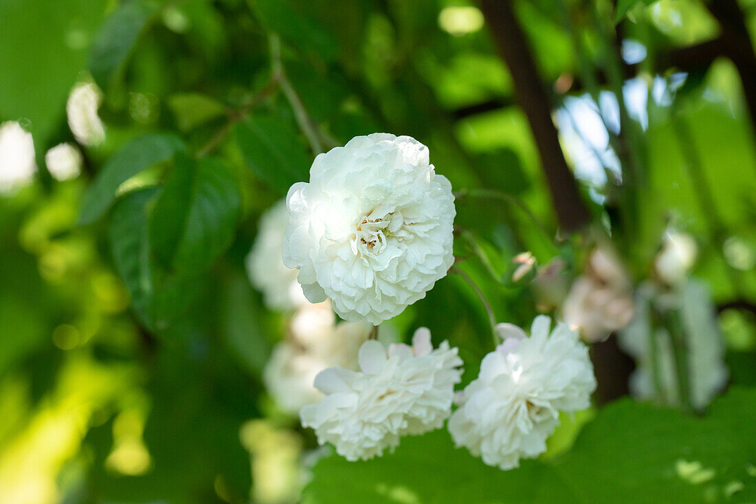 Climbing rose, white