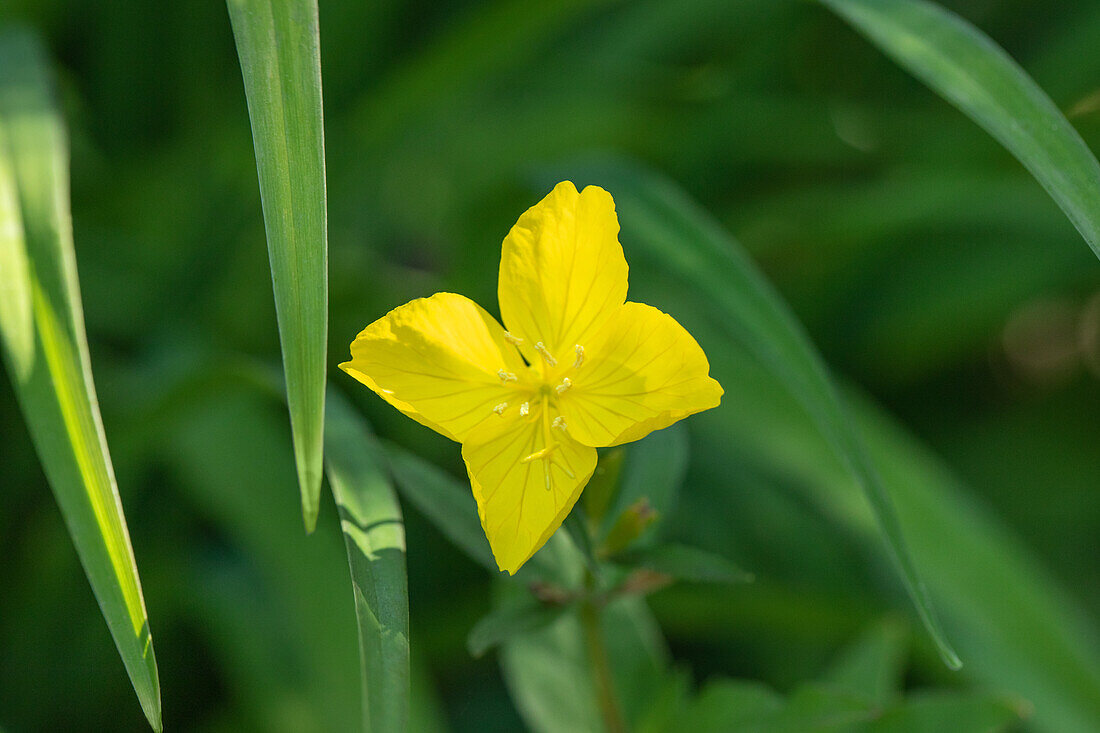 Oenothera