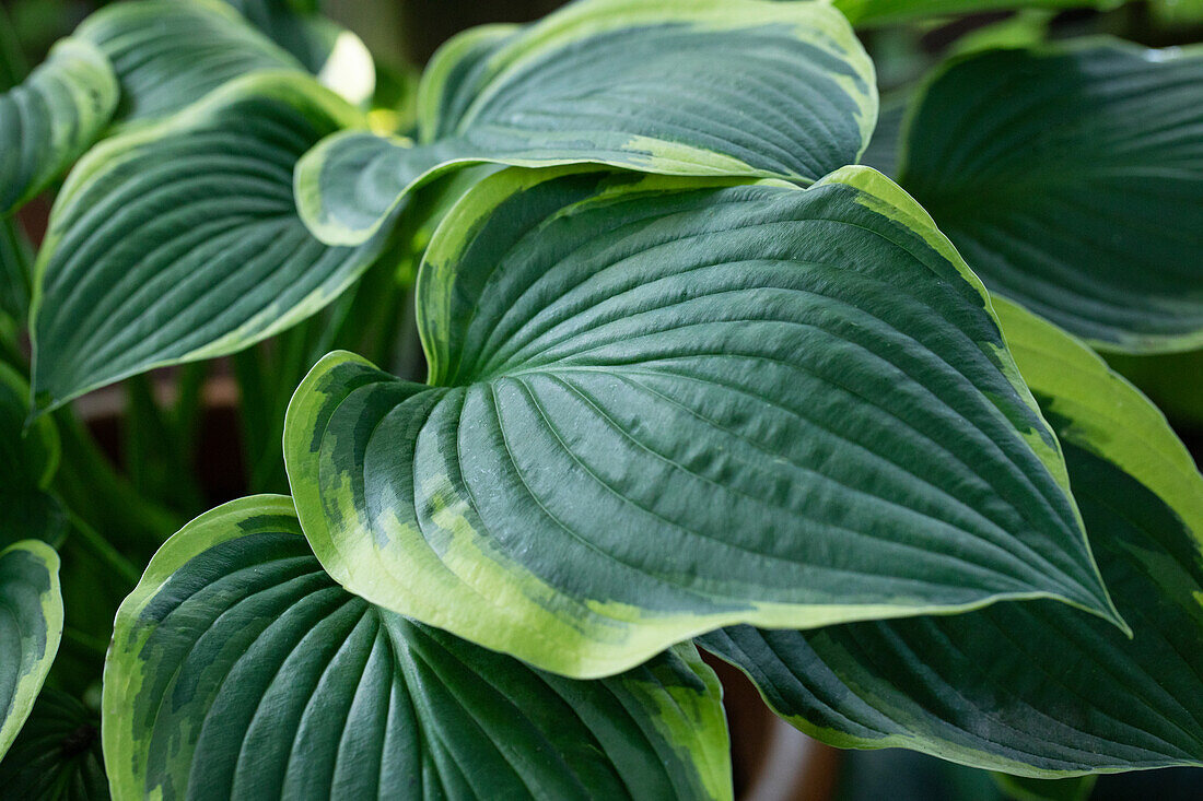 Hosta, white-edged