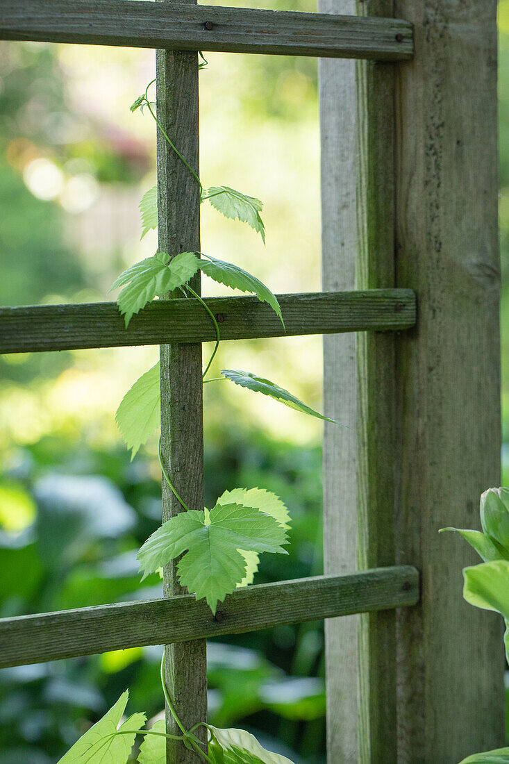 Vitis vinifera