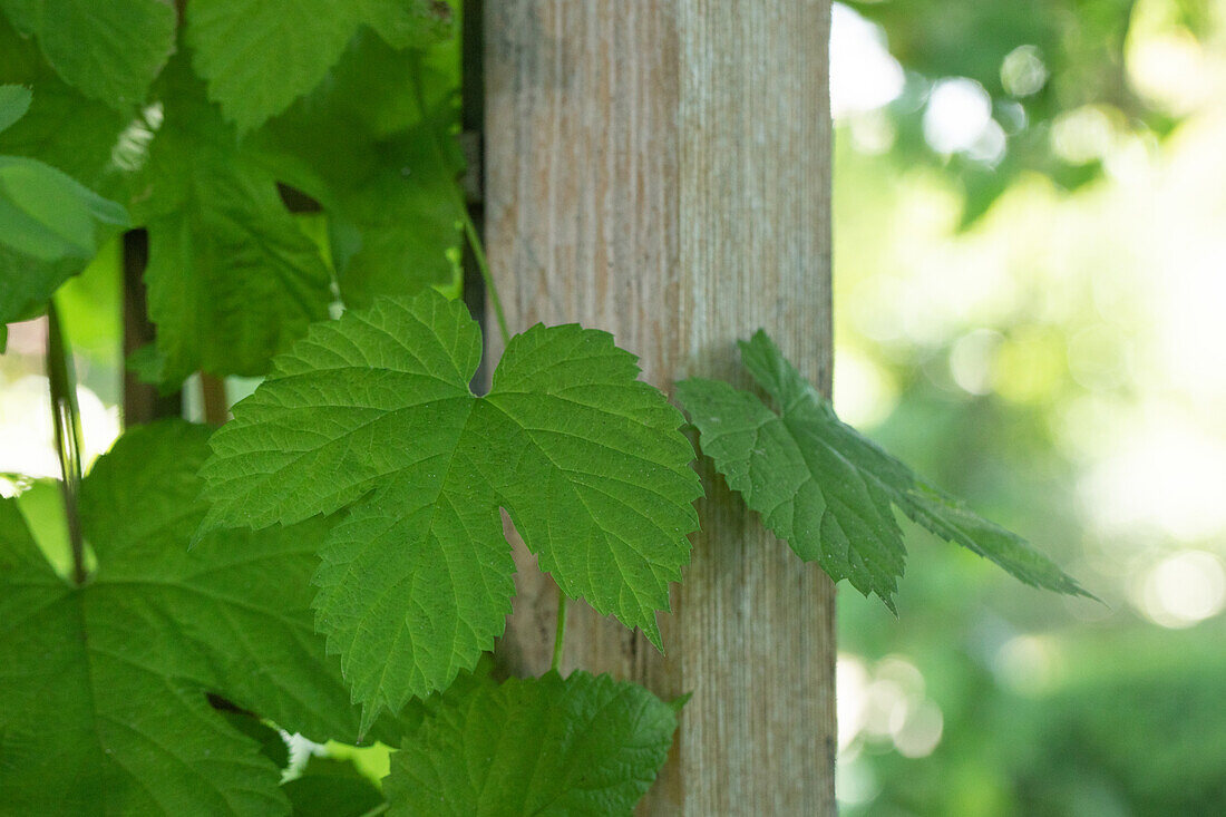 Vitis vinifera