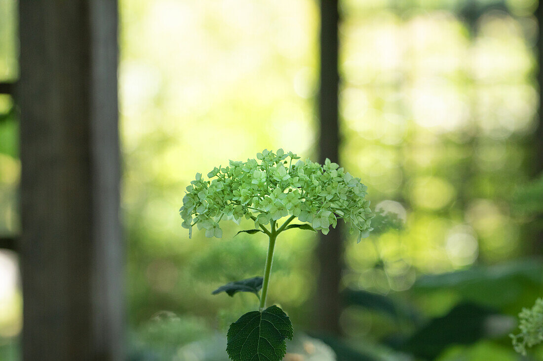 Hydrangea arborescens