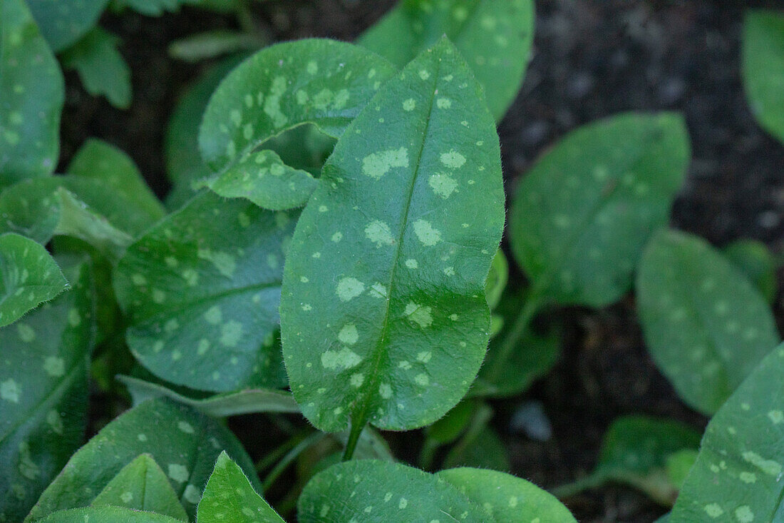 Pulmonaria