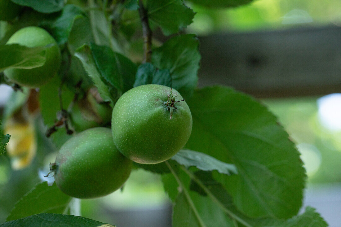 Malus domestica