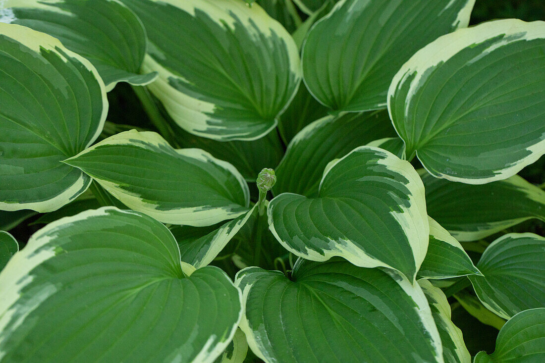 Hosta, weißrandig